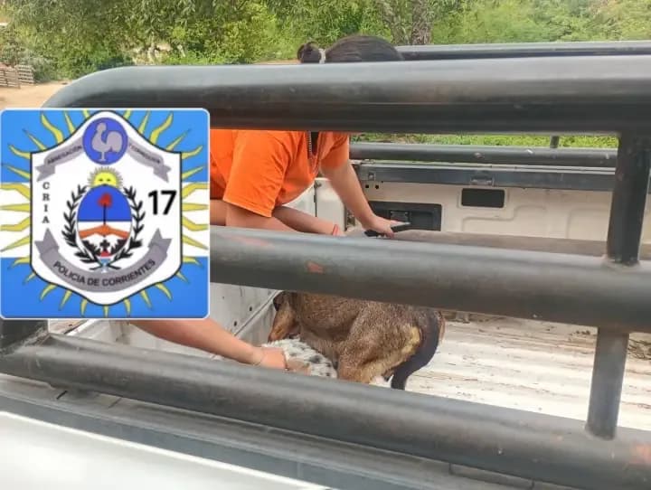 Rescataron a 11 perros en mal estado de salud en el barrio Molina Punta