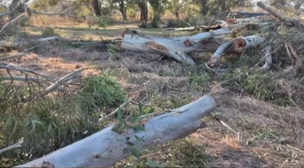 Corrientes: hacía tareas de desmonte y murió al caérsele encima un árbol