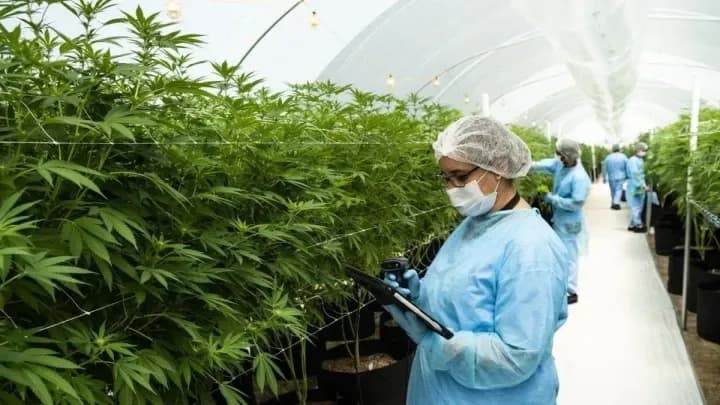 Mendoza suma una carrera pública sobre cannabis y cáñamo