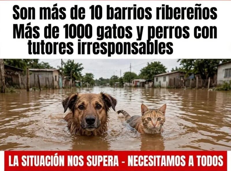 “Irresponsables”: fundación busca ayudar a mascotas abandonadas en barrios inundados