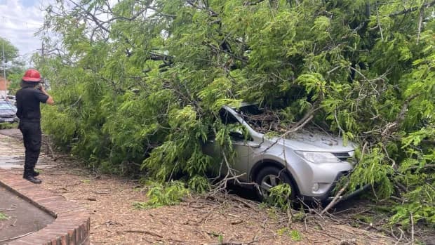 Milagro en Corrientes: cayó un árbol sobre su auto, y al salir ilesa encontró una estampita de Carlos Acutis
