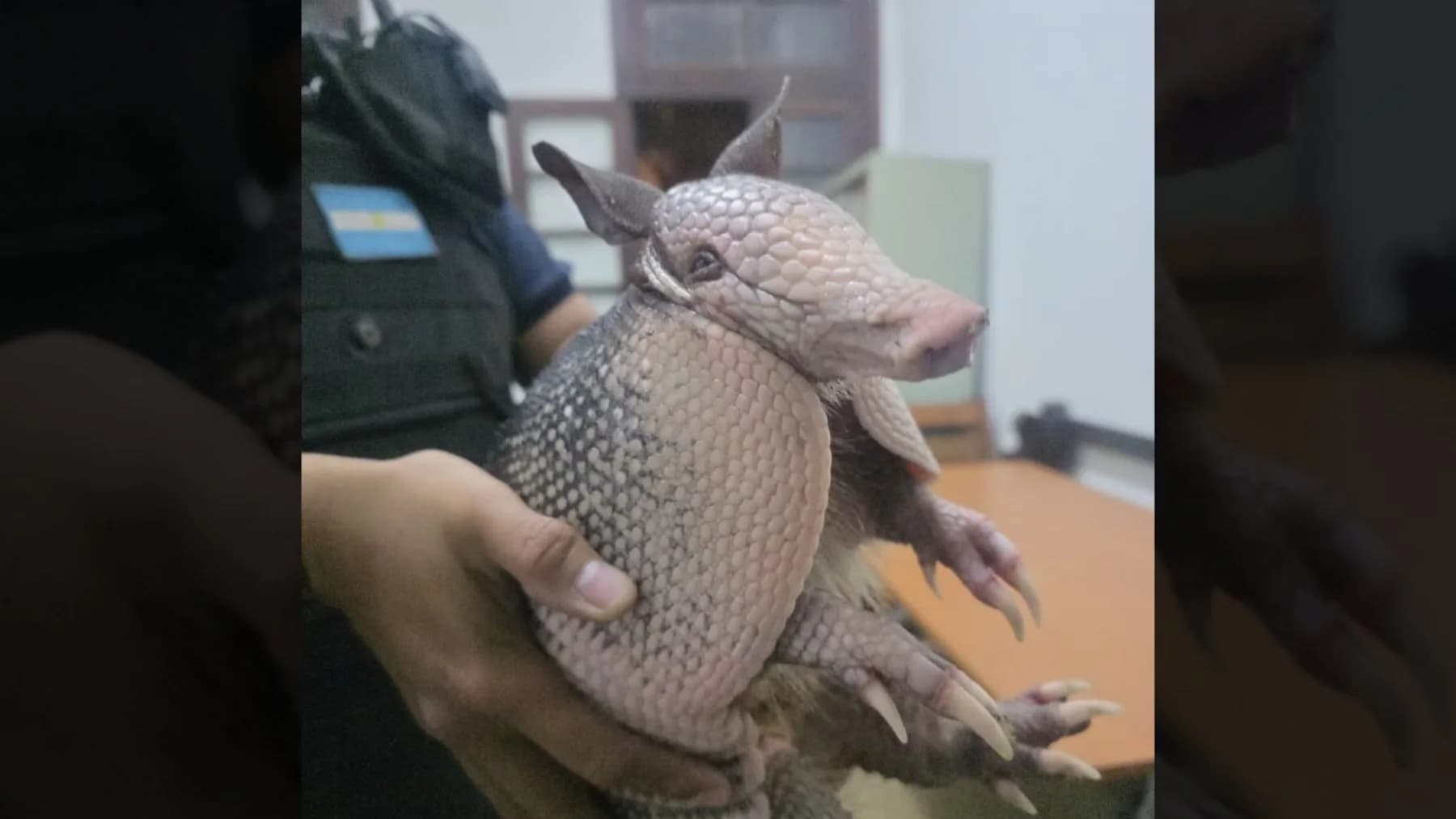 Corrientes: rescataron a un tatú mulita desorientado en la zona urbana