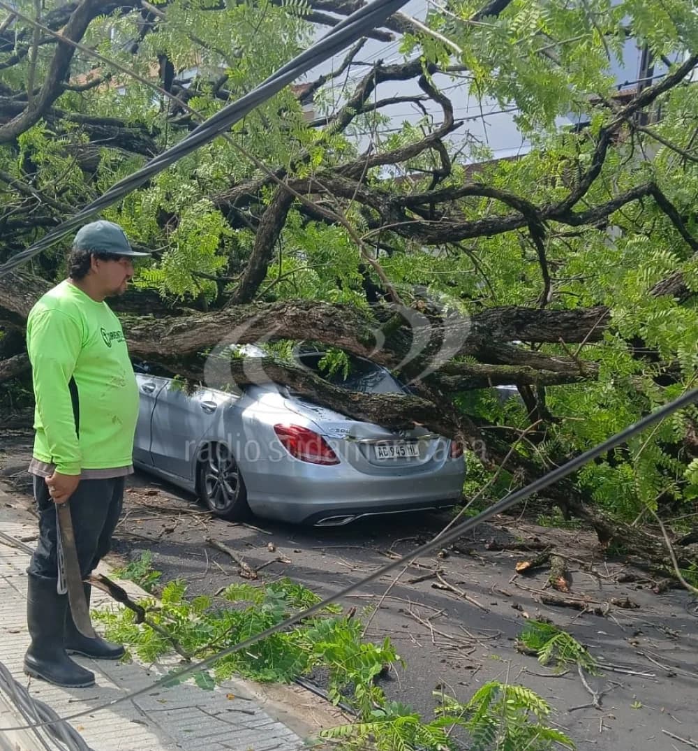 Portada de video: Se salvó de milagro: circulaba en auto y se le cayó un enorme árbol encima