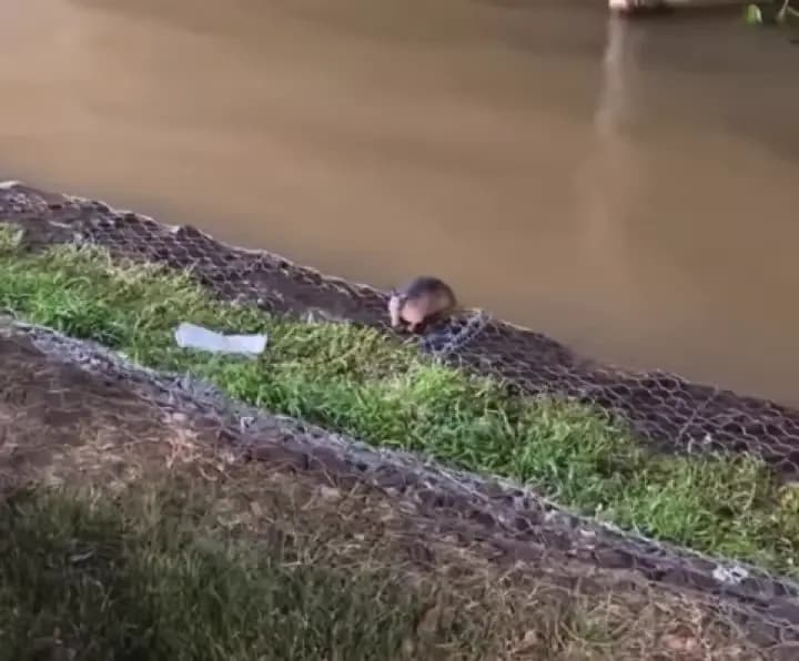 La crecida del Paraná sorprendió a un tatú carreta en Corrientes
