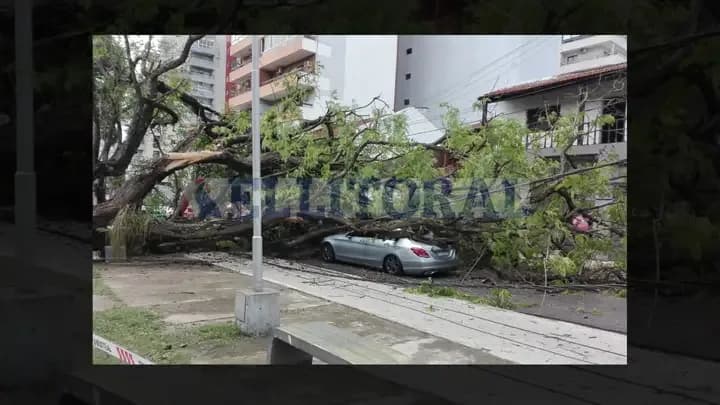 «Es un milagro» dijo una mujer cuyo auto fue destrozado por un gran árbol que cayó en el Parque Camba Cuá de Corrientes