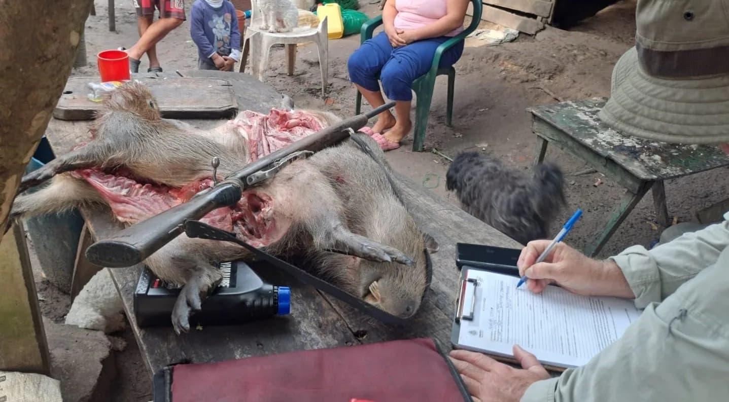 Atraparon a cazadores furtivos con un rifle y dos carpinchos faenados en Corrientes