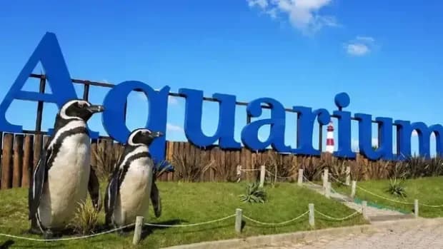 Aquarium de Mar del Plata vendió sus últimos pingüinos y cerrará sus puertas definitivamente