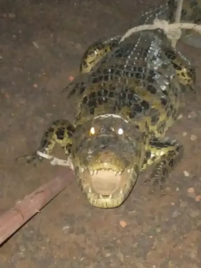 Un vecino del Chaco encontró un yacaré de 1,60 metros en el patio de su casa