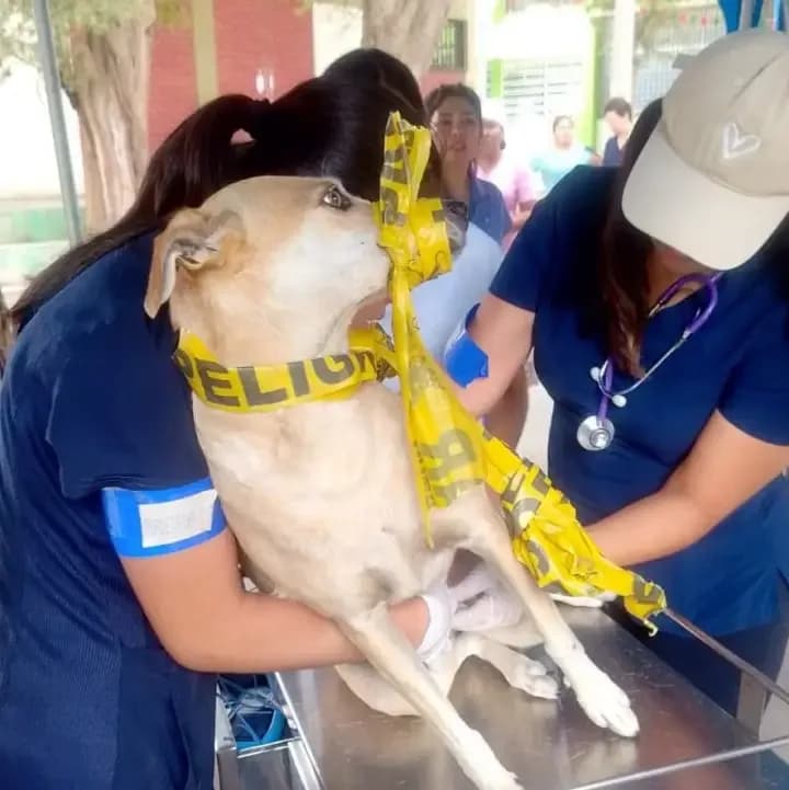 Perrita se volvió viral por su bozal improvisado