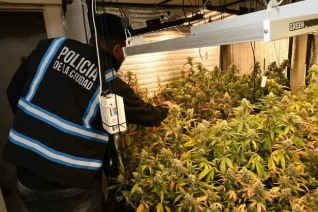 Allanaron una vivienda y encontraron tres armas y 52 plantas de marihuana