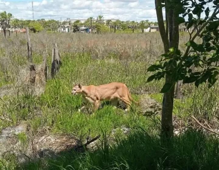 Misión Animal pide ayuda para asistir a animales en Puerto Vilelas