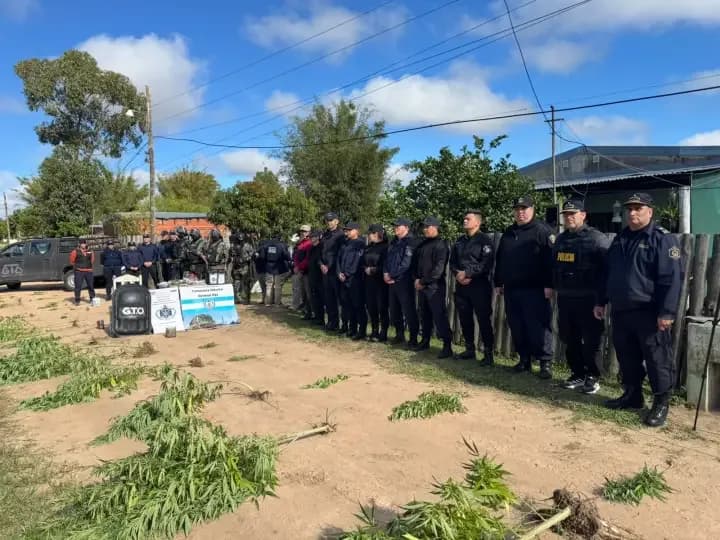 Secuestraron 49 plantas de marihuana durante un allanamiento en General Paz