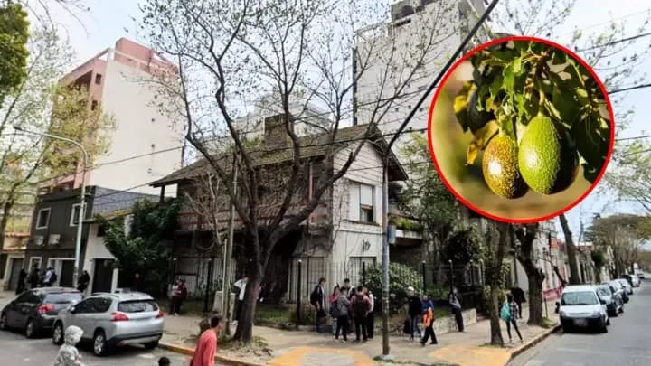Un bebé murió tras caerle una palta en la cabeza