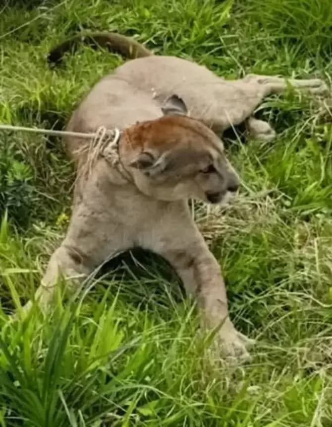 Denunciaron la muerte de un puma en una estancia de Empedrado