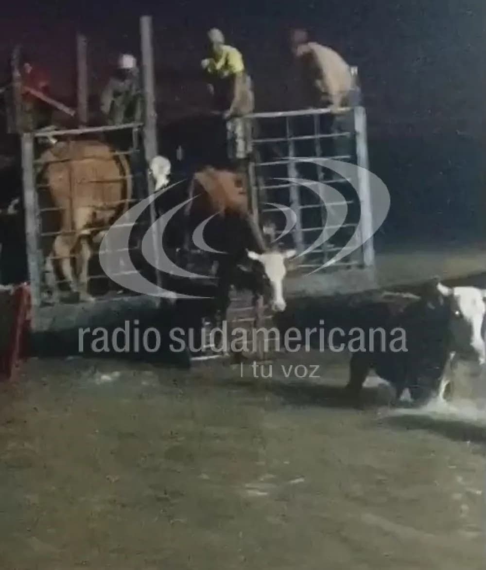 Inundaciones en Corrientes: productores trabajan para rescatar animales de las islas