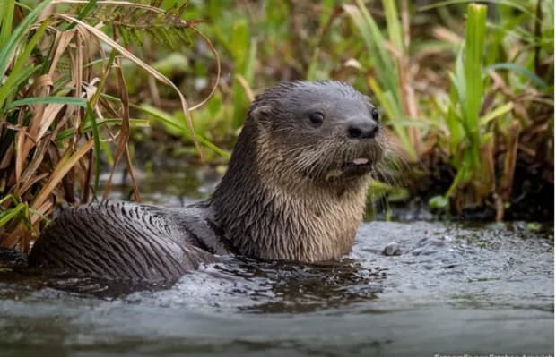 CECOAL, UNNE-CONICET: publican nuevos conocimientos sobre el lobito de río en la Cuenca del Riachuelo