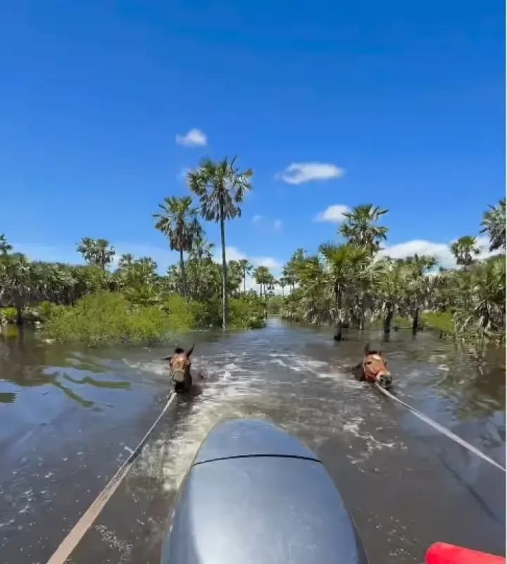 Inundaciones en Chaco: Fundación Planeta Vivo llegó para asistir a los animales afectados
