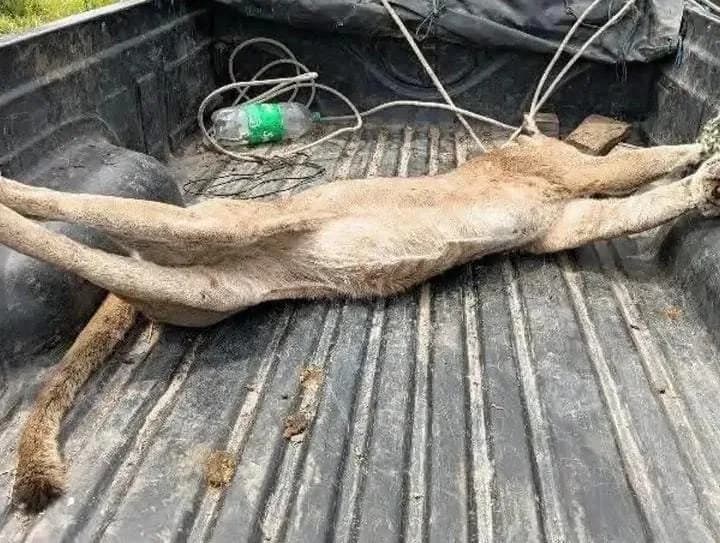 Denunciaron la muerte de un puma en una estancia rural de Corrientes