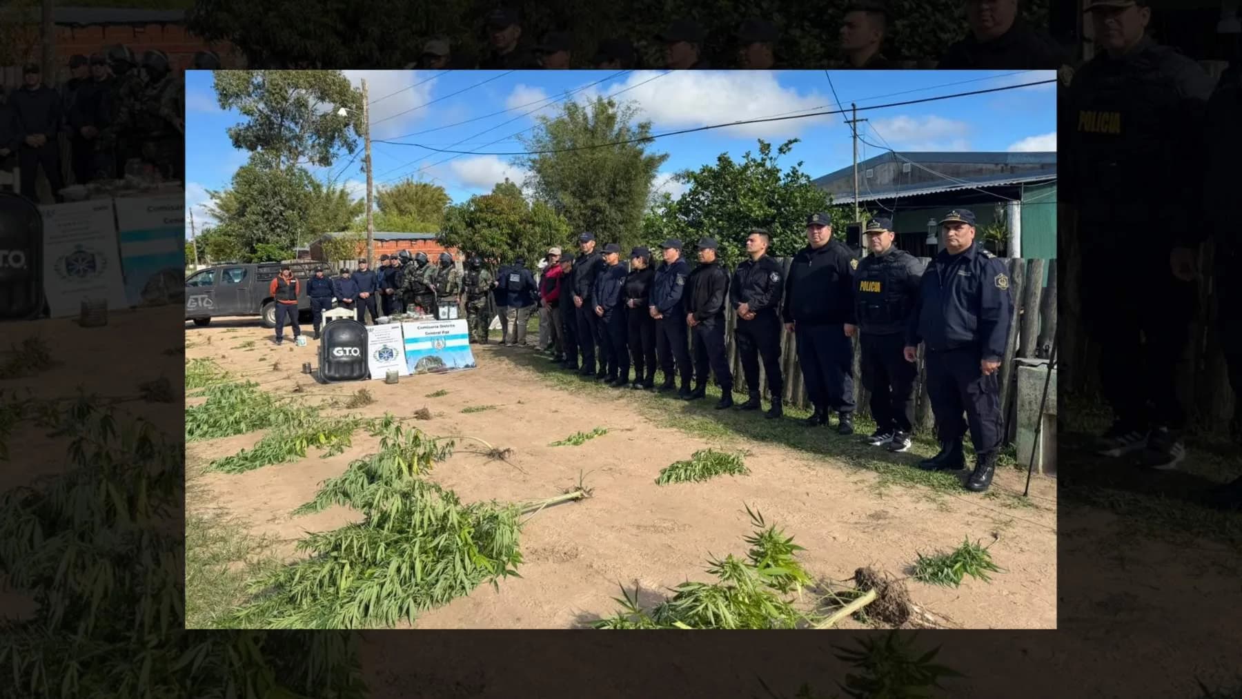 Operativo antidrogas en Corrientes: secuestran plantas de cannabis y balanzas