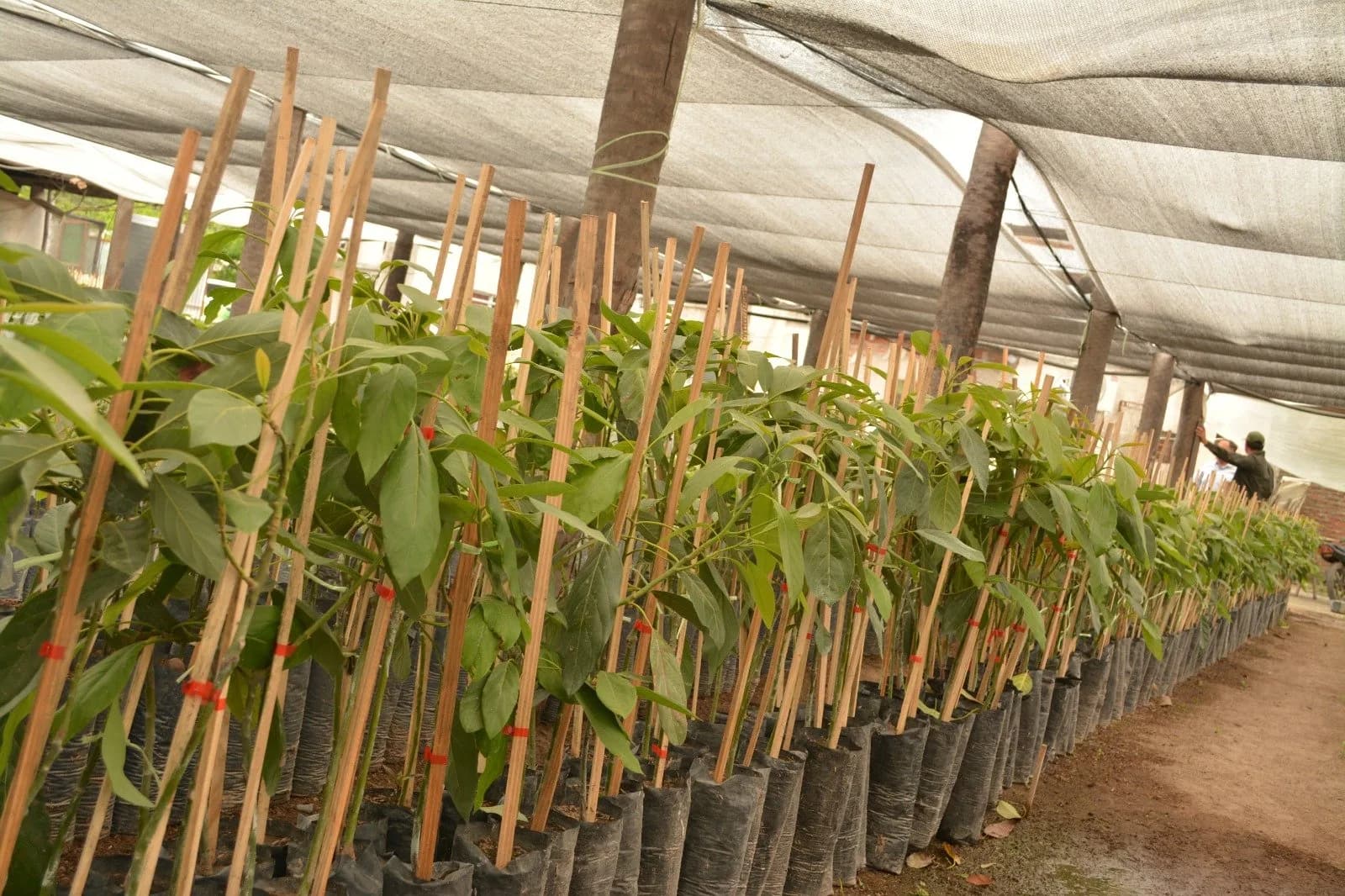 Entregaron 2.000 plantines de palta y Corrientes ya cuenta con 390 hectáreas cultivadas