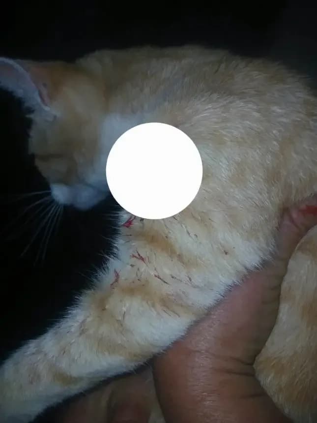 Allanaron la casa de un hombre acusado de disparar contra mascotas de vecinos
