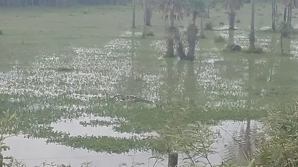Encontraron el cuerpo de un hombre en un campo inundado de Chaco