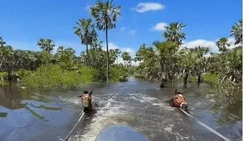 Chaco: una fundación rescata animales atrapados por las inundaciones y pide voluntarios