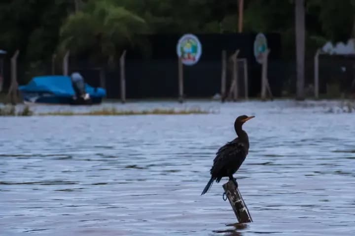 El Niño también representa mayores riesgos para la fauna silvestre