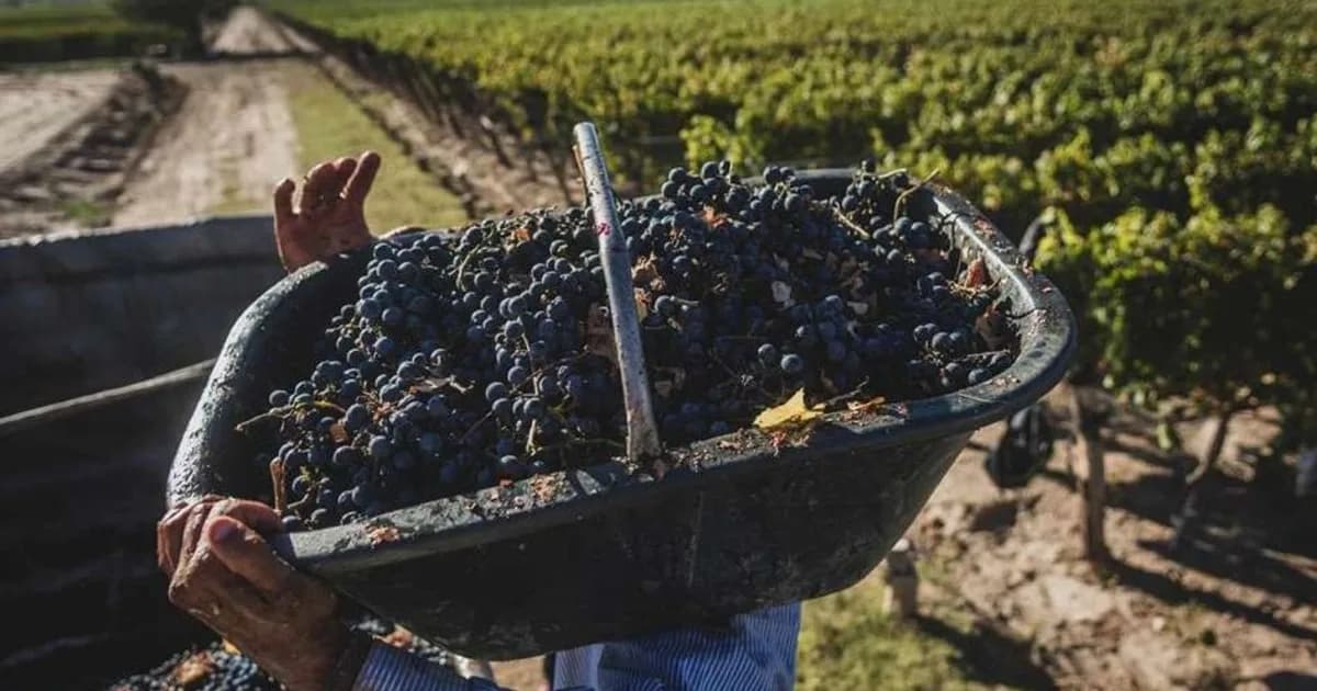 “La perspectiva empeora”: la cosecha de uvas en 2026 fue la segunda peor de la última década y los productores ya pronostican que la próxima será aún peor