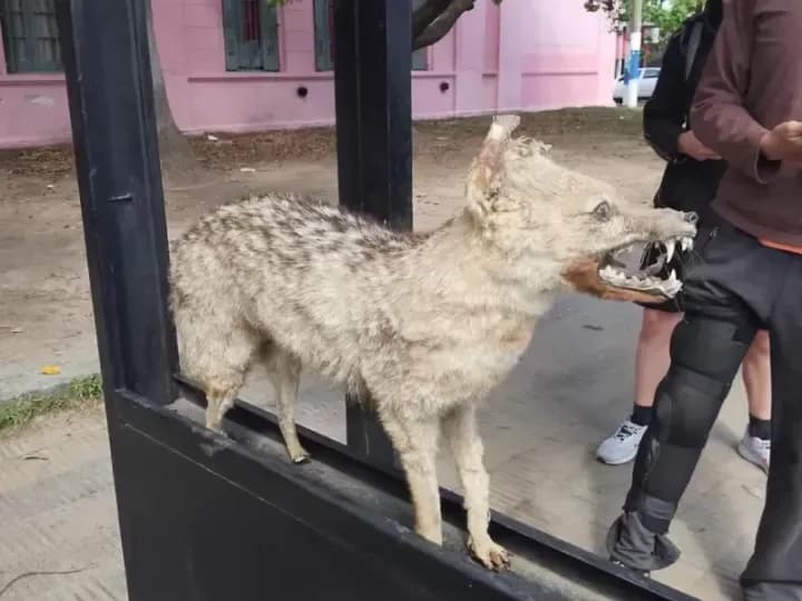 El insólito hallazgo que sorprendió a los vecinos de Berisso