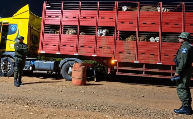 Secuestran un camión con ganado vacuno con irregularidades en su traslado