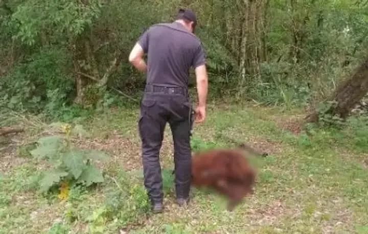 Un ataque de perros dejó 17 ovejas muertas