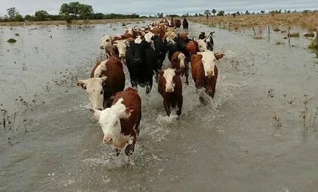 Ya evacuaron casi 150 mil cabezas por las inundaciones del fenómeno El Niño