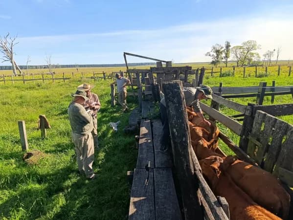 Corrientes: denunció el robo de 23 vacas y en su campo se hallaron 248 animales sin declarar