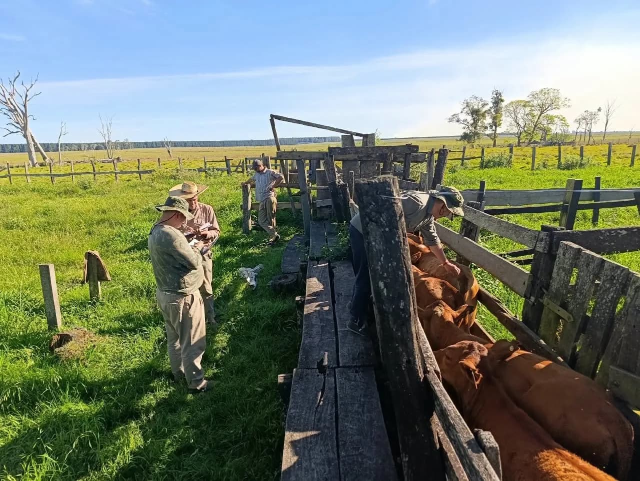 Denunció faltante de 23 vacas y se detectó irregularidad en 248 vacunos en Corrientes