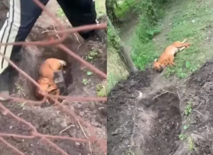 Un hombre enterró vivo a su perro: los vecinos lograron rescatarlo