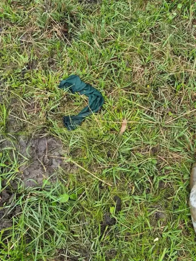 Denunciaron el faltante de tres vacunos y hallaron restos de un animal faenado