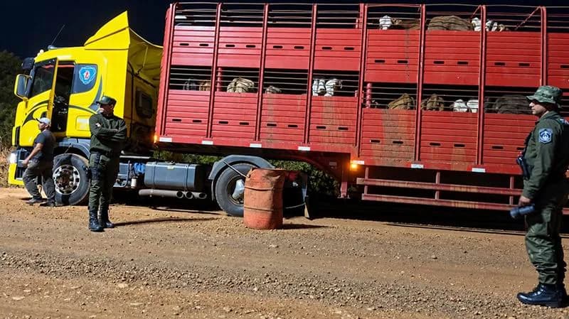Secuestraron camión con 60 vacunos e impusieron una multa de $4 millones
